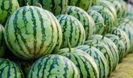 全国各地吃瓜爆料图片,各地特色吃瓜瞬间大盘点